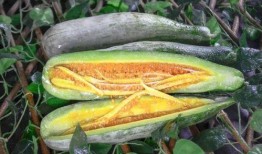 雅典娜网红吃瓜是谁啊,雅典娜网红吃瓜背后的神秘人物