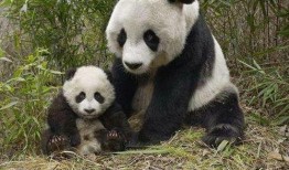 熊猫飞飞最新爆料,娱乐圈最新爆料大揭秘！